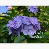 【６月の庭】紫陽花や桔梗などの紫色が増えてきた