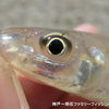 少し早めのキス調査に出撃