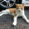 W3C HTML5仕様に見るアクセシビリティーに関する記述