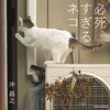 猫写真家・沖昌之さんが、めちゃくちゃイイ感じだった