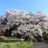 今年も桜が見事に咲きました🌸