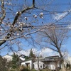 今年の桜と襤褸と絣と～アートスペース繭・笠間