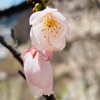 千曲川　イワナ釣り　桜花の薫り