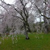 路地裏桜2020～「京都御苑」
