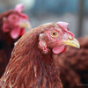 鳥インフルエンザを「治す」ために鶏の大量ワクチン接種を推進する元ファイザー幹部、ブラックロック取締役会メンバー