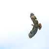 アカオノスリ(Krider's Red-tailed Hawk)