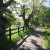 新緑の芹川遊歩道