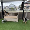 黒柴 🐶 つん