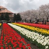 パティオのチューリップと桜