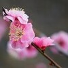 梅の花・・・