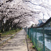 本日の小石川堤桜並木