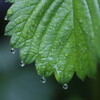 雨あがり。