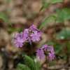 軽井沢の春の花