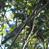 早朝探鳥、善福寺公園の野鳥/2018-8-17・23、武蔵野公園の野鳥/2018-8-25
