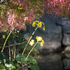 カワセミと紅葉と石蕗