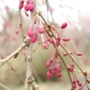 山間の桜🌸は開花待ち｡ﾟ(ﾟ^o^ﾟ)ﾟ｡