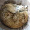 どらやきちゃんの遺品