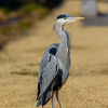 鴨川の鳥と道行く人