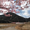 紀伊長島　河津桜🌸