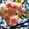 さまざまな桜「園里黄桜（ソノサトキザクラ）」の色変わり