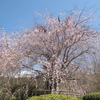 京都　桜　花めぐり　京都御苑～円山公園　後編