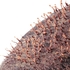 Nectria sp.