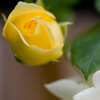 黄色いバラ（おかやまフェア）