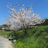 満開の桜の下の花屋さん！さくら花店！