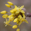早春の花９