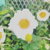 ころころの蕾がね