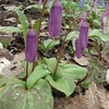 真駒内公園のカタクリの花満開　第４回