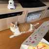 朝寒くて、床暖房入れてしまったら。。