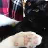 今日の黒猫モモ＆白黒猫ナナの動画ー８７１