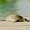 ハワイアン モンク シール　Hawaiian Monk Seal