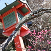 【鎌倉いいね】鎌倉の梅を見に行きました（2月26日)