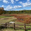 もうすぐ寄島のアッケシソウが見ごろになるわ～♪