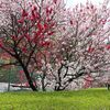 長野県 昼神温泉の花桃