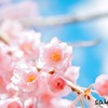 好きな花は、『桜』