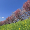 桂川の桜　今年も