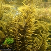 富山湾西部産海藻 褐藻 ヒジキ (Sargassum fusiforme) と生殖器床