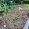 落ち着きの無い犬｜SHARPマスクのゴム紐