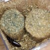 ダビソンフタマタ　産卵セット