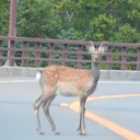 野生動物の大学