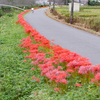 秋の風物詩～彼岸花～