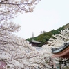 奈良の桜めぐり③壷阪寺の桜