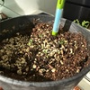 種から植えた「しそ」の芽が生えてきた〜！