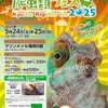 5月24.25日 九州爬虫類フェスに出展致します！