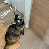 もなちゃんご飯の催促。