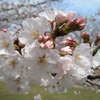 熊本市はサクラの花が咲き進んでいます！