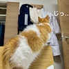 またたびの香りをたどって。